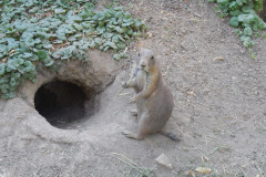 DSCN0091